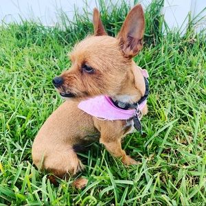 Meet your Posher, Lidia t